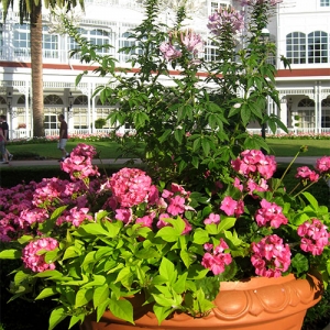 GF Potted plants