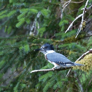 Kingfisher