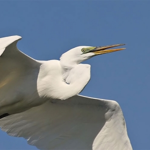 Egret