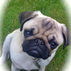 Media 'Otis' in category 'Pets'
