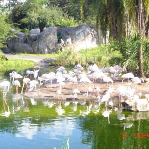 diz_-_ak_flamingos