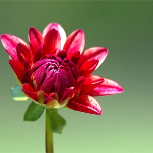 Flowers #4