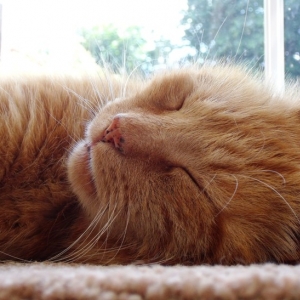 davethecat
