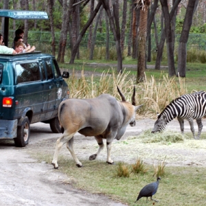 AKL Special Safari