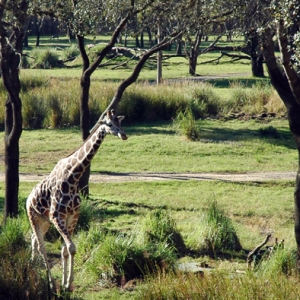 AKL Giraffe Arusha Savanna
