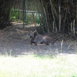 Animal_Kingdom_Lodge_37