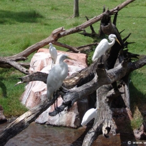 Animal_Kingdom_Lodge_64