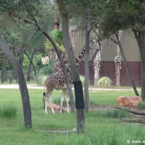 Animal_Kingdom_Lodge_72