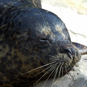 Seal -Pacific Point Preserve at SW