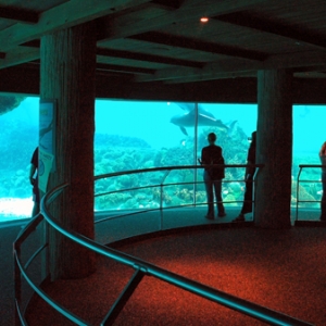 Dolphin Cove Underwater Viewing