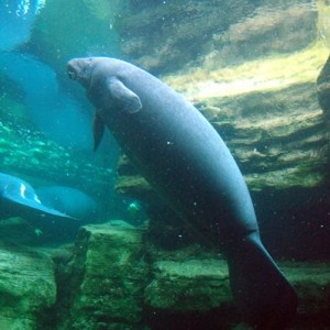 Manatee Rescue at SW