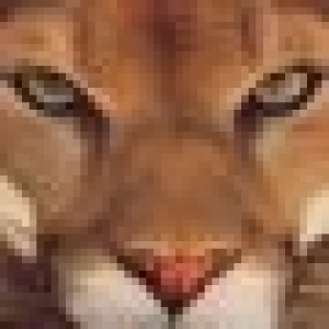 cougar