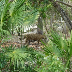 Jaguar - not the car.
