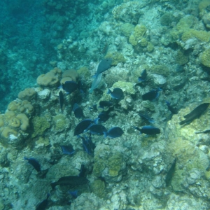 Little black fish - Cheeseburger Reef, Grand Cayman