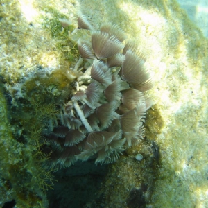 Sea Plant Things at Castaway Cay