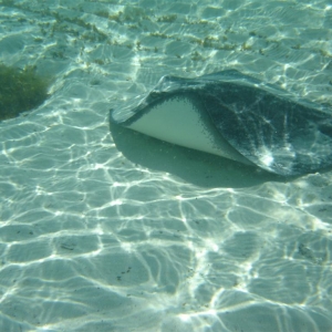 Steve's "wild" stingray friend - Castaway Cay