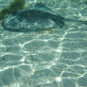 Just love that underwater digital camera case!
