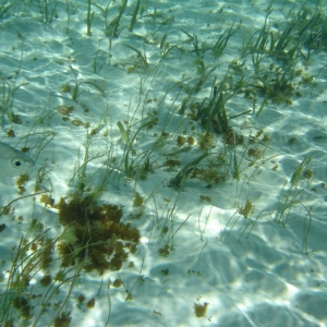 Snorkeling at Castaway Cay