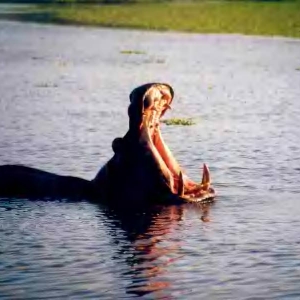 hippo