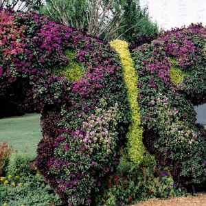 EpcotButterflyFlowers