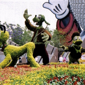 EpcotFlowers