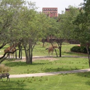 Arusha Savannah