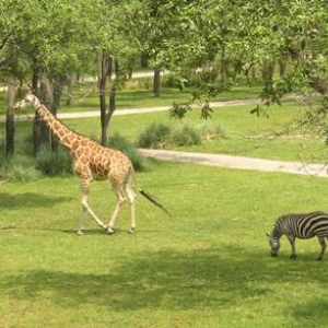 AKL Arusha Savannah Animals