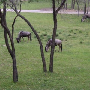 Animals on Arusha