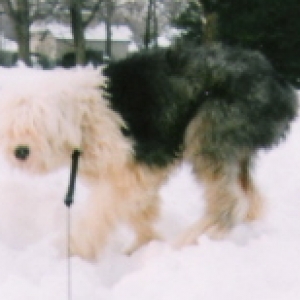 snowshaggy