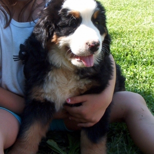 our new pup