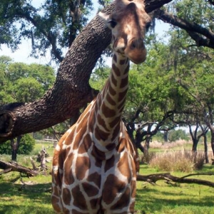 Giraffe encounter