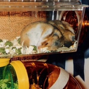 hamsters