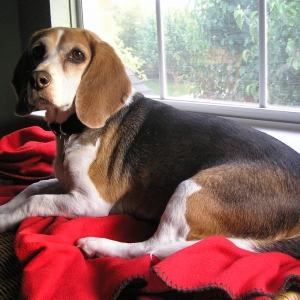Jessie