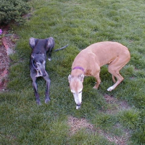 Rocky & Clarice