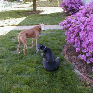 Rocky & Clarice