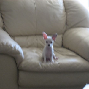 Cooper
