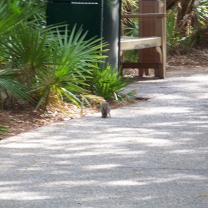 Wild life at Port Orleans Riverside