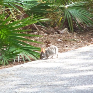 More wild life at Port Orleans Riverside