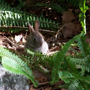 Rabbit at Port Orleans Riverside