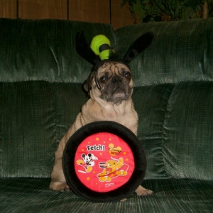 Rocky 2004