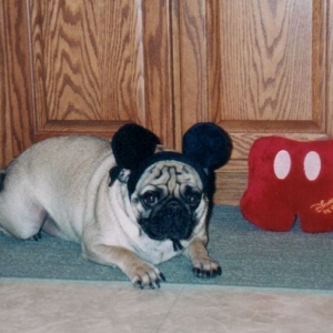 Rocky 2003
