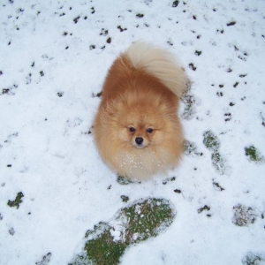 Barkley in the snow 2009