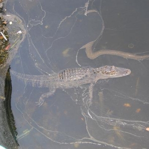 Coronado Springs Gator