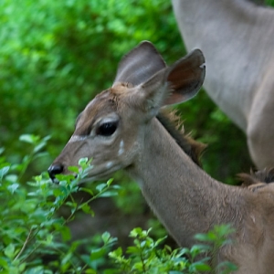 Newborn Bongo 1