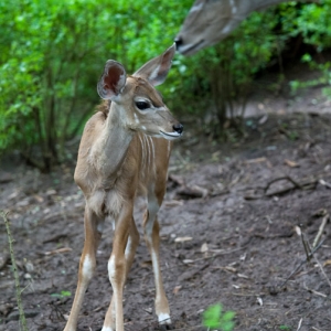 Newborn Bongo 2