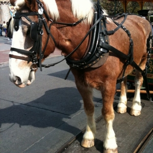 horsedrawn