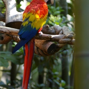 AKparrott022409DISa