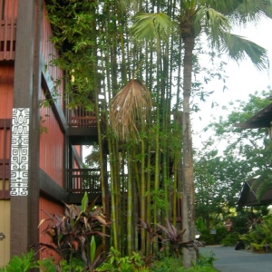 Bamboo