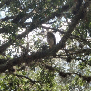 Hawk