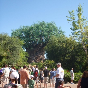 Tree of Life